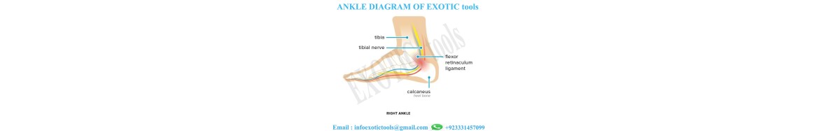 Ankle